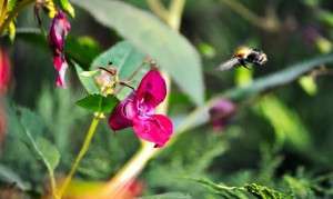 bumblebee, flight, the collection of nectar-3660270.jpg