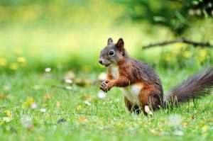 adorable animal animal photography blur