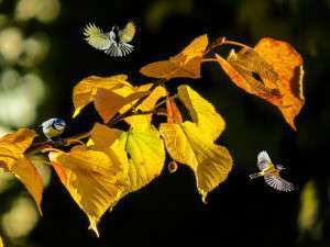 nature, leaves, autumn-4551933.jpg