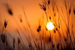 silhouette photography of grass