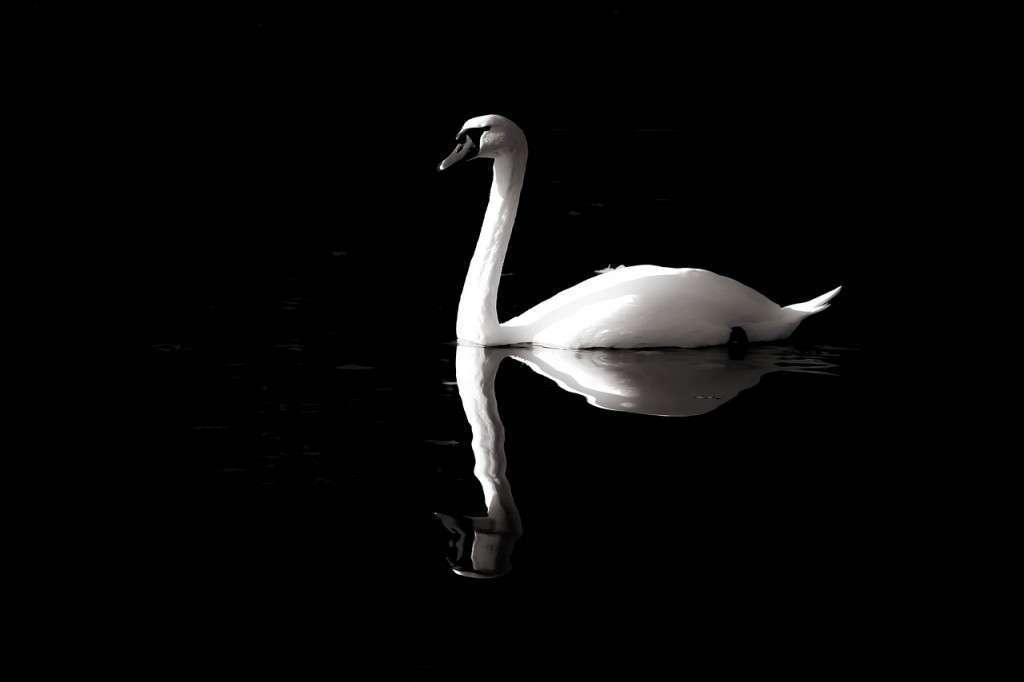 swan, black and white, solitary-4403198.jpg