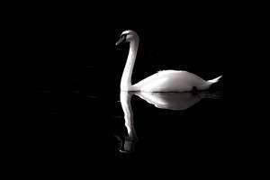 swan, black and white, solitary-4403198.jpg