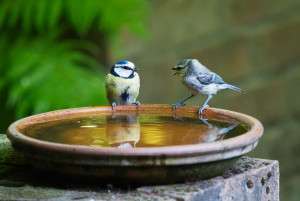 conversation, talk, bird-3513843.jpg